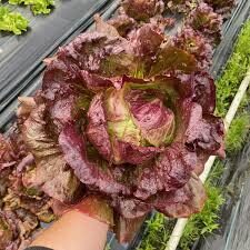 Ledussalāti 'Red Iceberg'